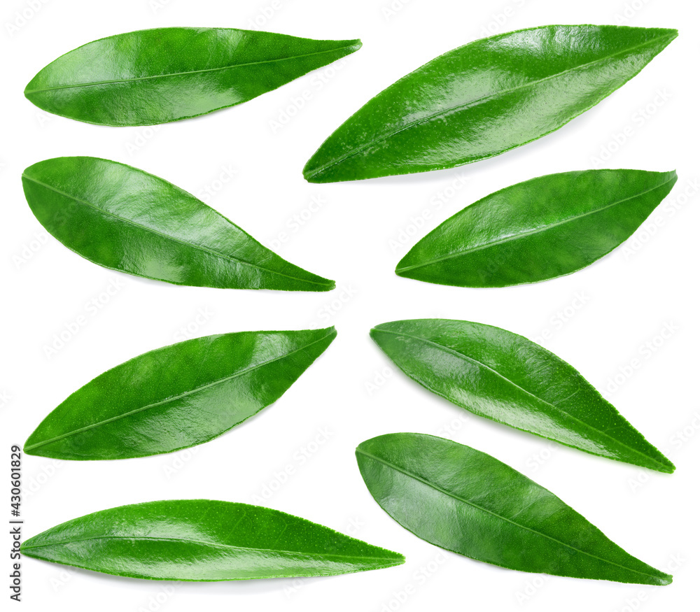 Citrus leaves on white. Orange, lemon, lime, tangerine leaf isolated. Leaf set top view. Leaves flat