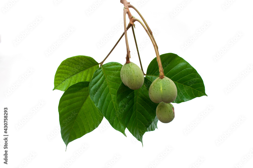 Santol fruit isolated on white background.