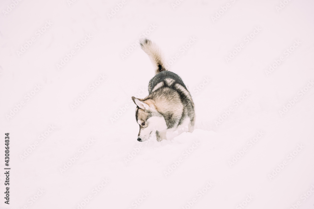 Young Husky Dog Sniffing Outdoor In Snow, Snowdrift. Pet Play In Winter Day