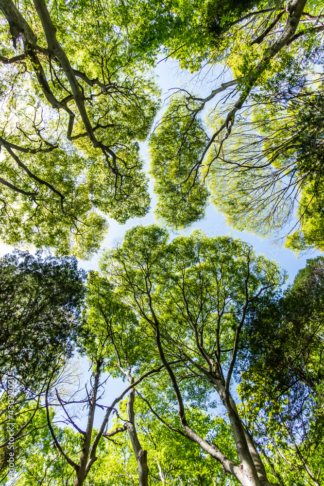 新緑の森　Landscape of the fresh green forest