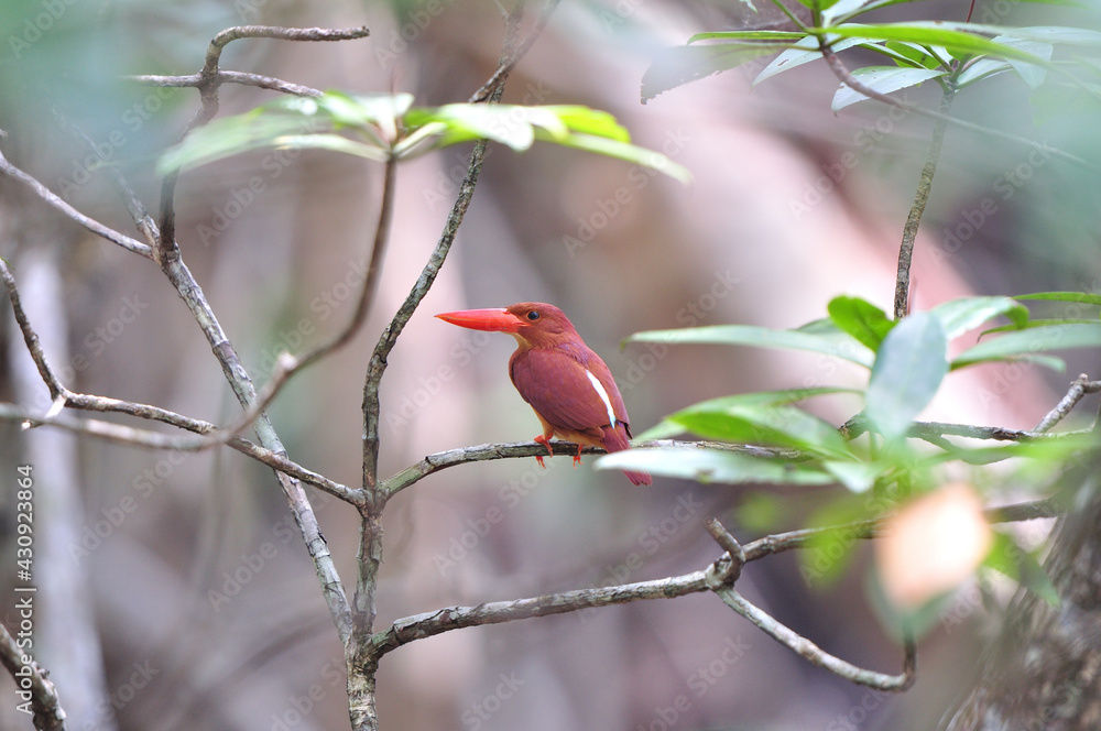 Ruddy Kingfisher in its habitation of mangrove forest in south of thailand, beautiful red bird in na