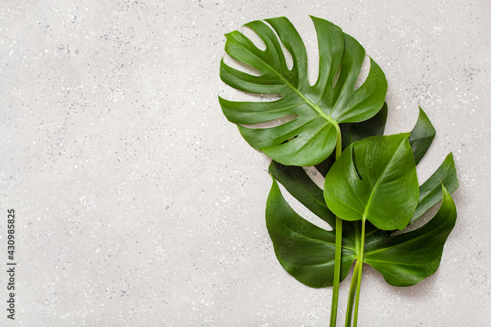 monstera leaf tropical plant on gray background