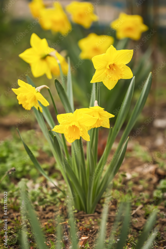 Beautiful narcissus growing in garden