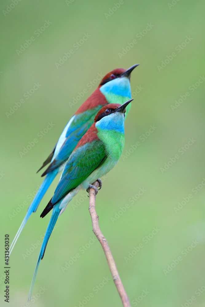 美丽的蓝喉食蜂（Merops viridis）抬头寻找会飞的蜜蜂、黄蜂或蜻蜓