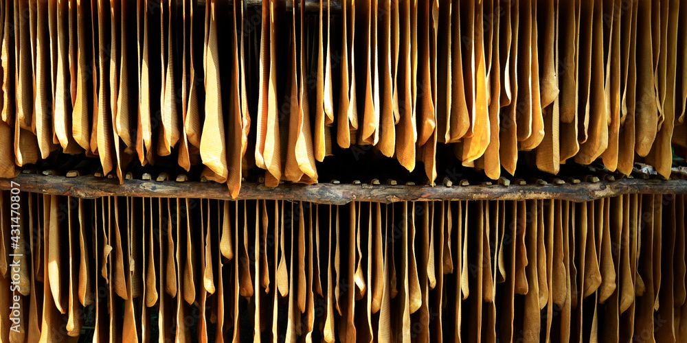 sheet of latex  drying ,collected from rubber trees 