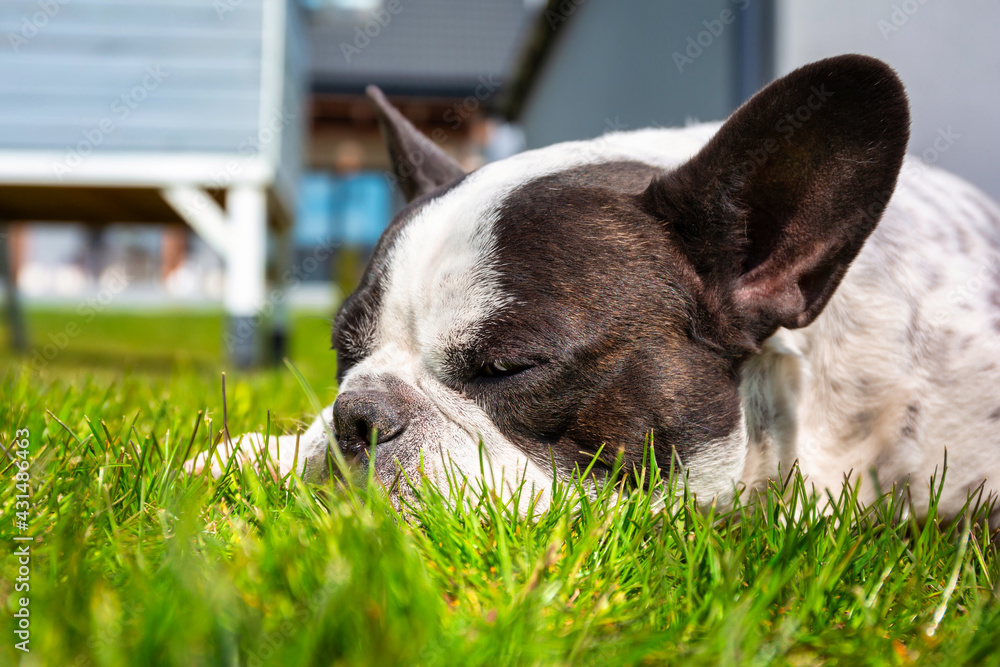 法国斗牛犬躺在阳光明媚的花园里，花园里有一片绿色的草坪。