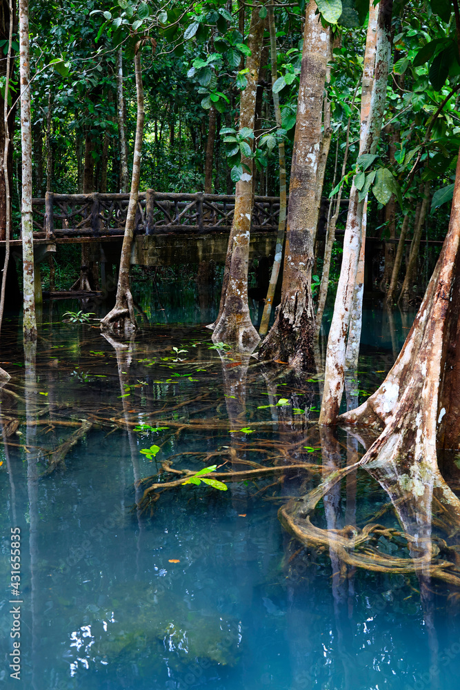 natural blue pond in the middle of mangrove forest