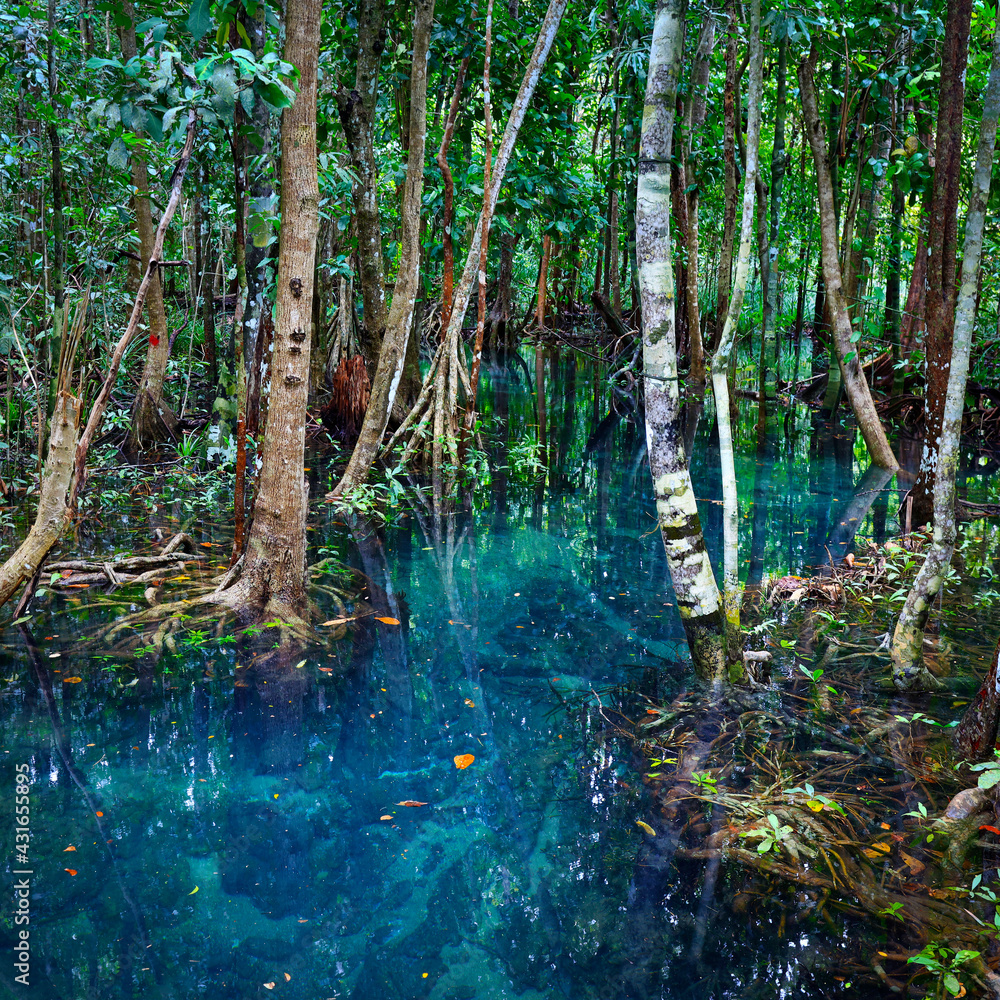 natural blue pond in the middle of mangrove forest