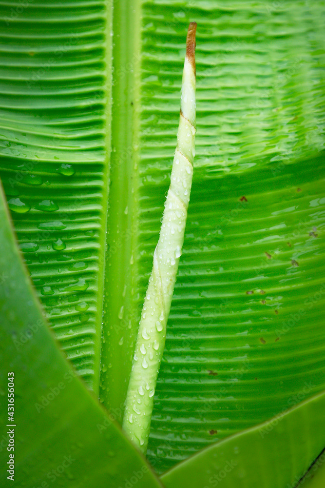 close up of green banana leaves with some drop of water