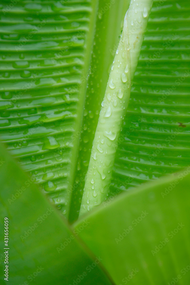 close up of green banana leaves with some drop of water