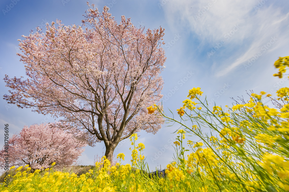 満開の桜と菜の花