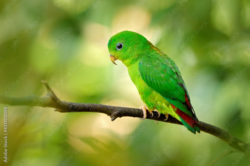 Blue-crowned hanging parrot, Loriculus galgulus, small mainly green parrot found, forest lowlands in