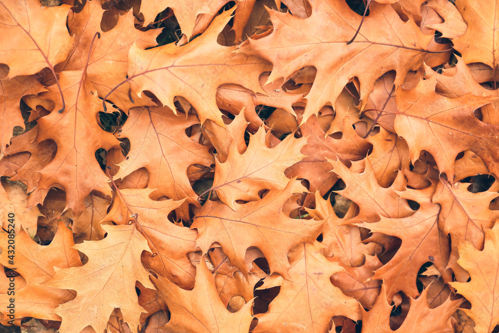 Heap of fallen leaves as background