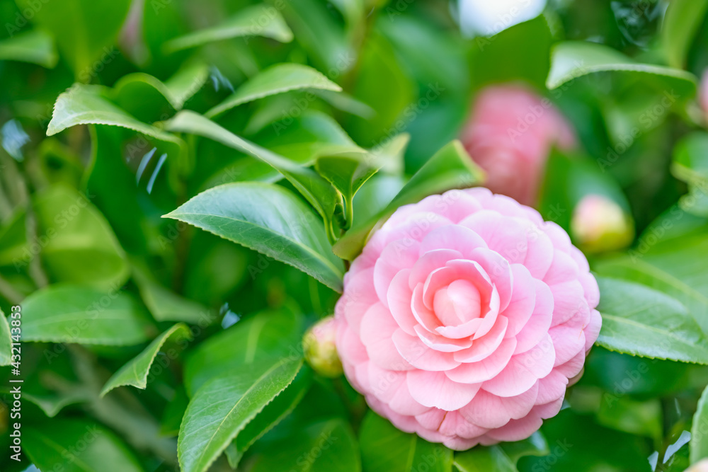 綺麗に咲いたピンク色の椿の花