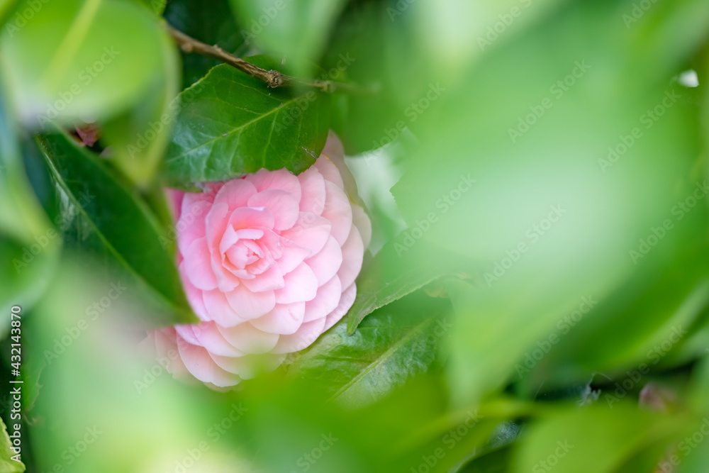 綺麗に咲いたピンク色の椿の花