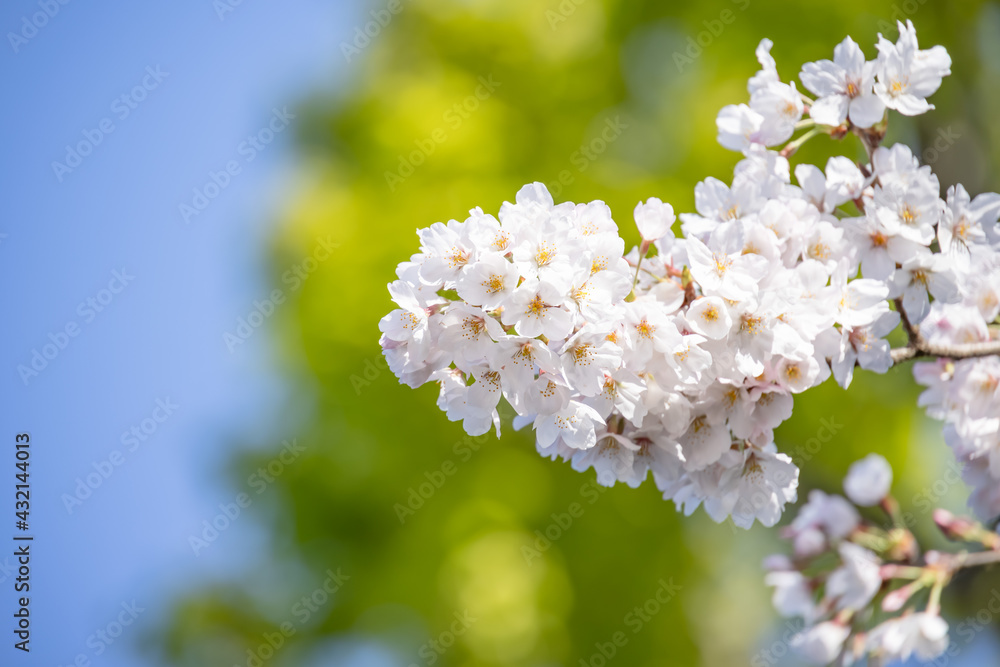 ピンク色の花びらが綺麗な満開の桜