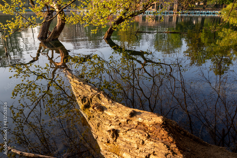 Paysage du Parc de la Tête dOr à Lyon en france au printemps