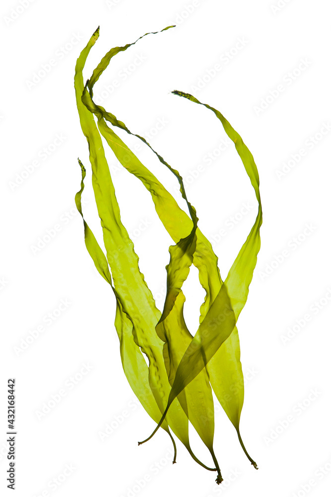 Seaweed kelp or laminaria seedling isolated on white background. 