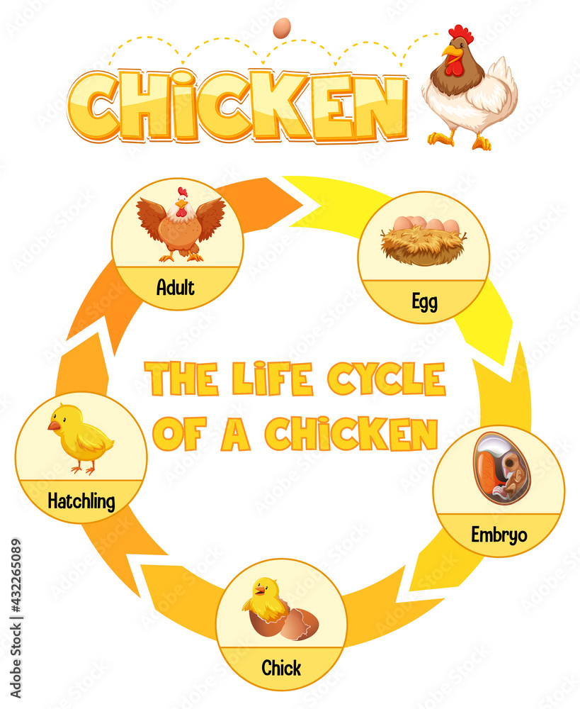 鸡肉生命周期示意图