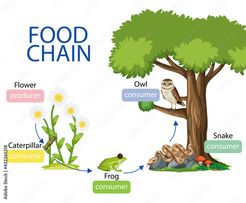 Food chain diagram concept