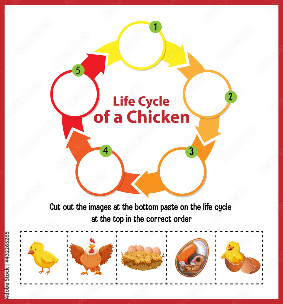 Diagram showing life cycle of Chicken