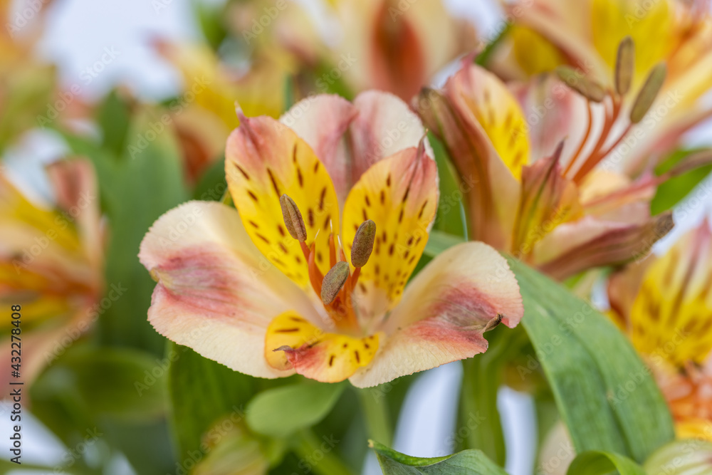 alstroemeria aurea flower closeup