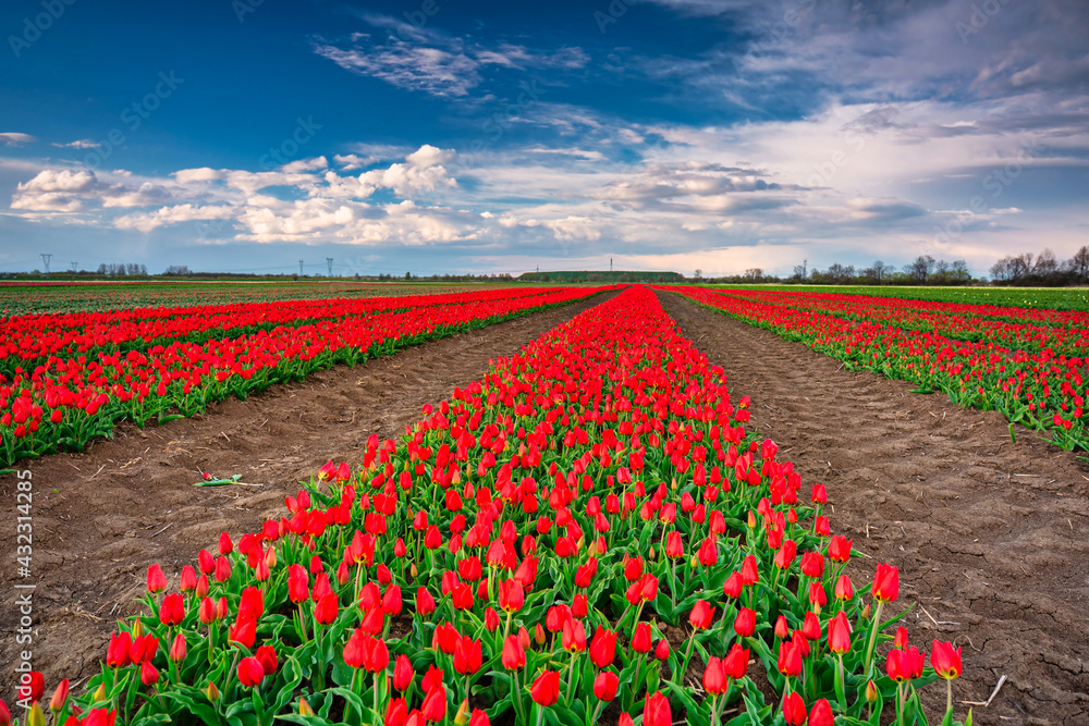 A carpet of blooming tulips in the field of northern Poland