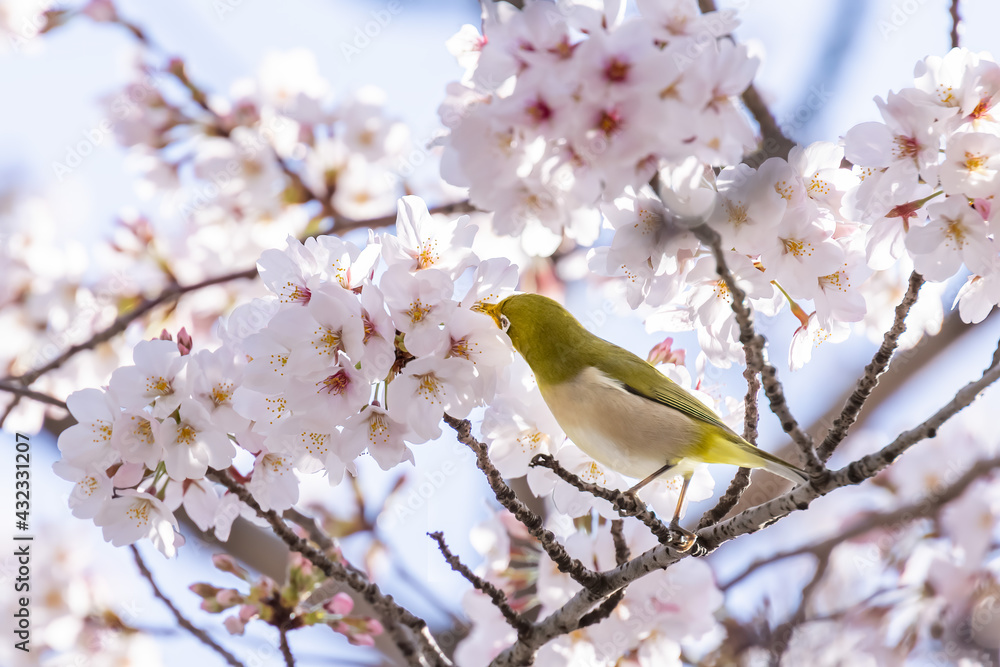 ピンク色の花びらが綺麗な満開の桜とメジロ