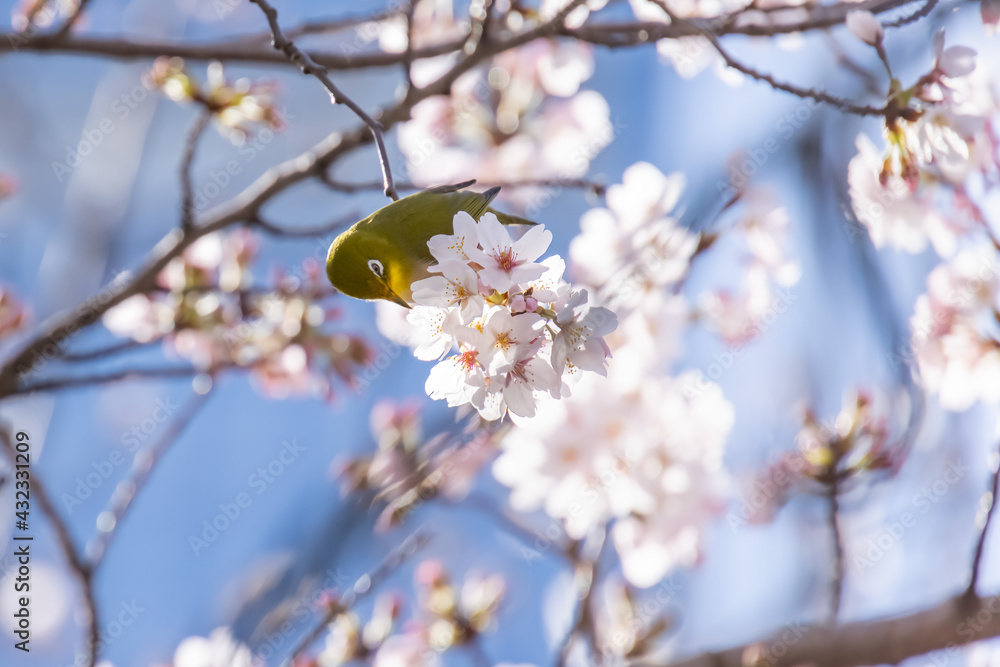 ピンク色の花びらが綺麗な満開の桜とメジロ