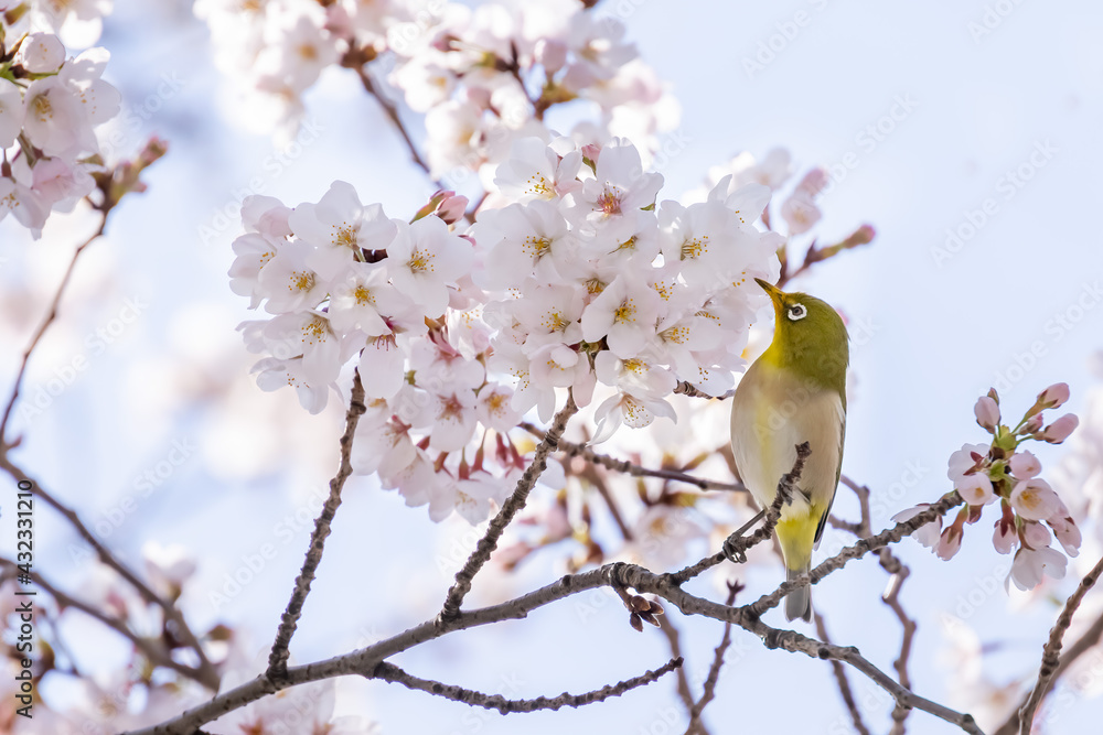 ピンク色の花びらが綺麗な満開の桜とメジロ