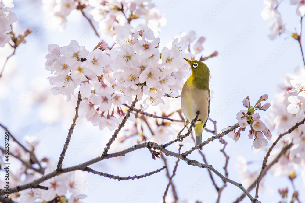 ピンク色の花びらが綺麗な満開の桜とメジロ