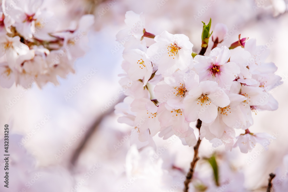 ピンク色の花びらが綺麗な満開の桜