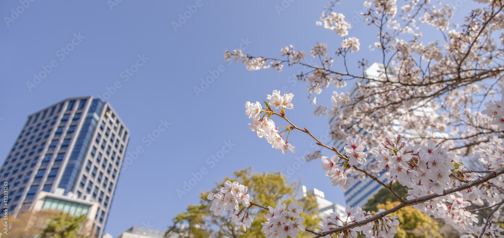 都会に咲く満開の桜の花