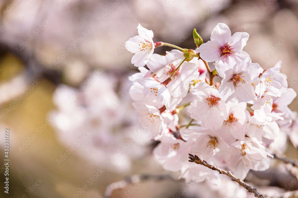 ピンク色の花びらが綺麗な満開の桜