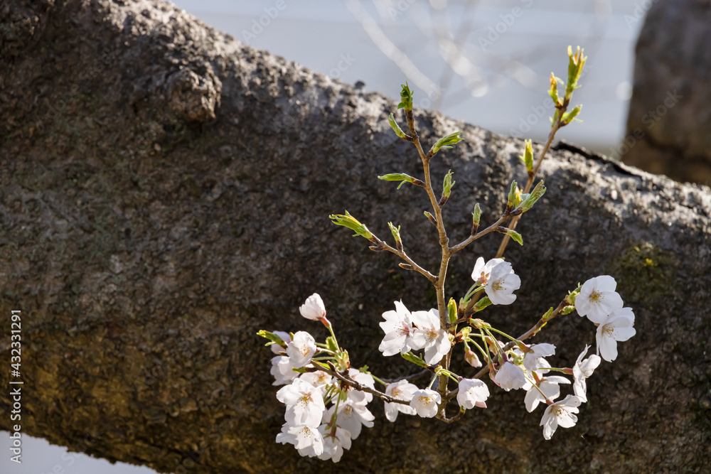 ピンク色の花びらが綺麗な満開の桜