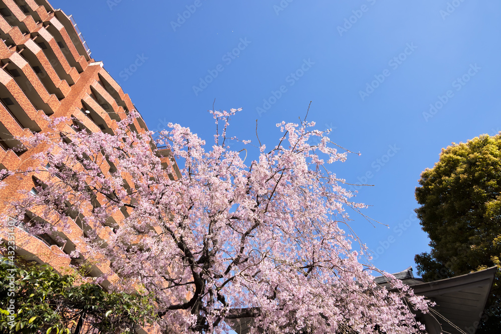 都会に咲く満開の桜の花