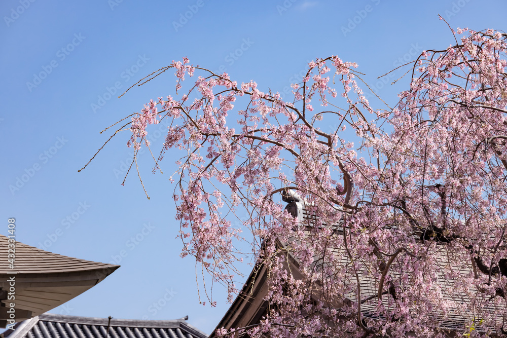 都会に咲く満開の桜の花