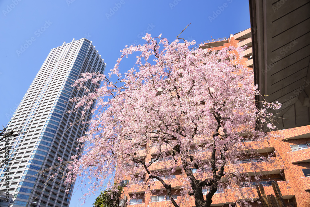 都会に咲く満開の桜の花