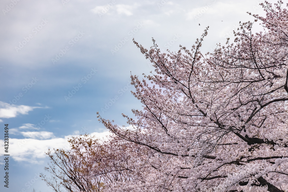 ピンク色の花びらが綺麗な満開の桜