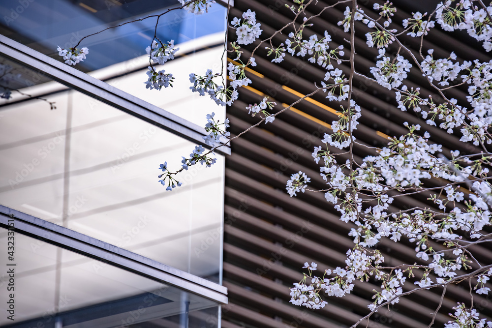 都会に咲く満開の桜の花