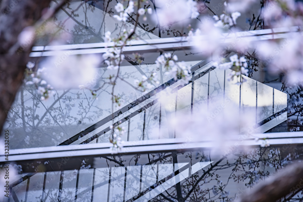 都会に咲く満開の桜の花