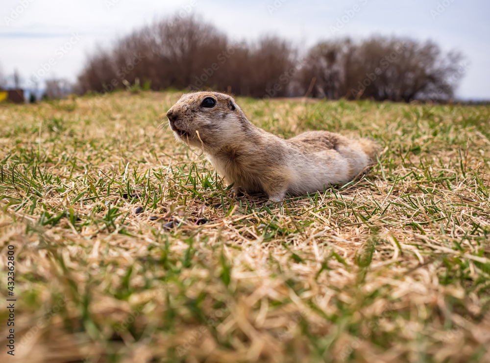 Gopher on the lawn. Close-up. Portrait of an animal.