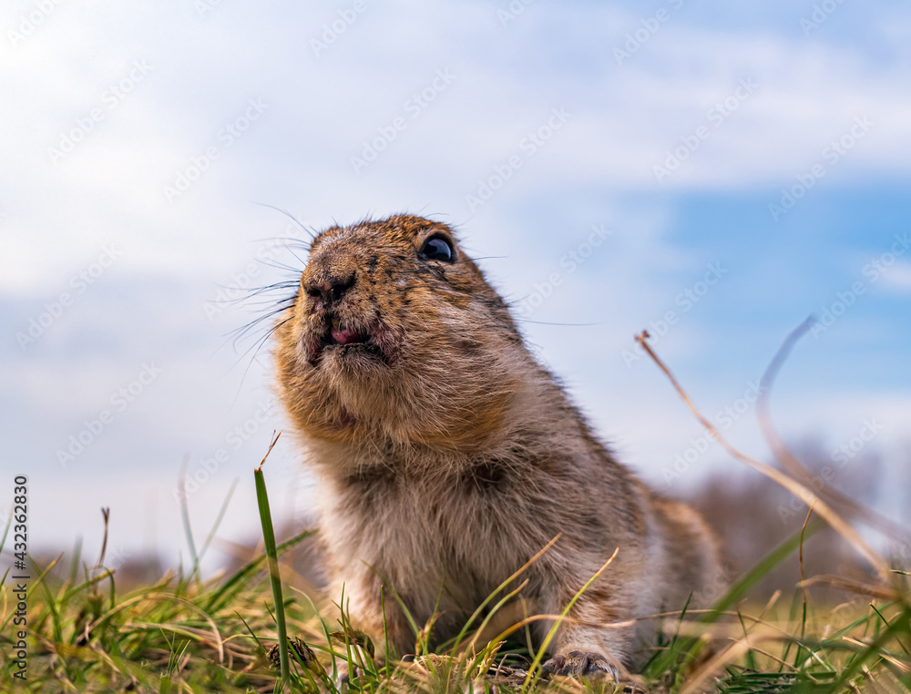 草坪上的Gopher。特写。一只动物的肖像。