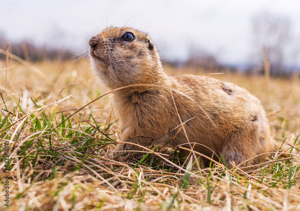 Gopher在草坪上。特写。一只动物的肖像。