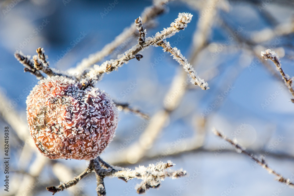 Close-up view of a frosted apple covered with ice on an apple tree in winter.