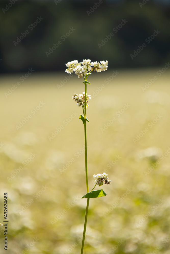 南会津の蕎麦畑