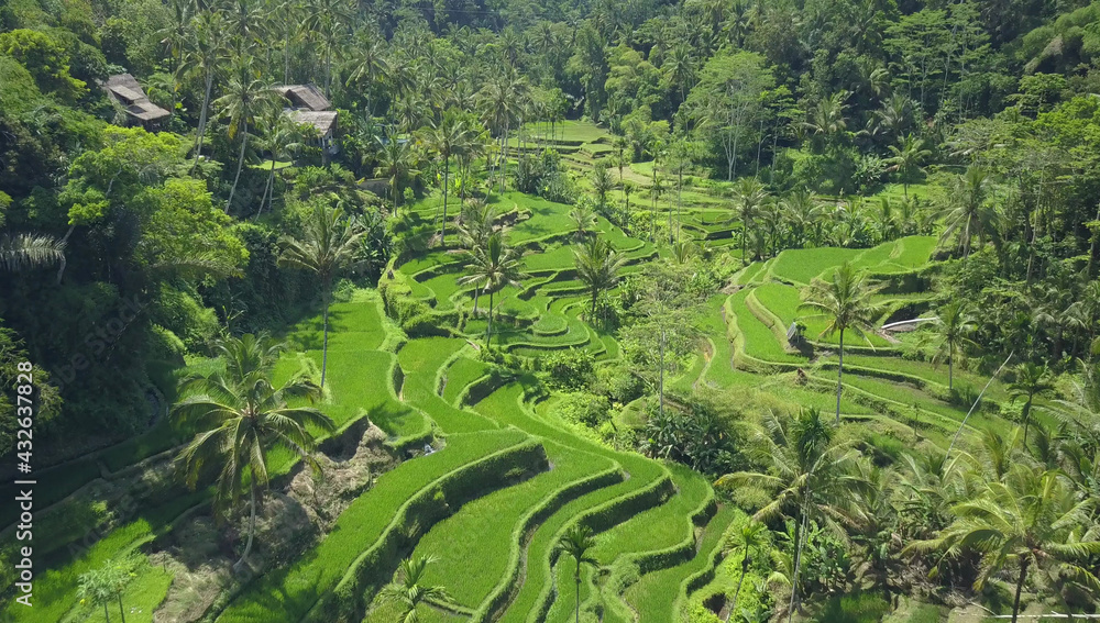 AERIAL: Flying over popular tourist attraction of vast meandering rice terraces.