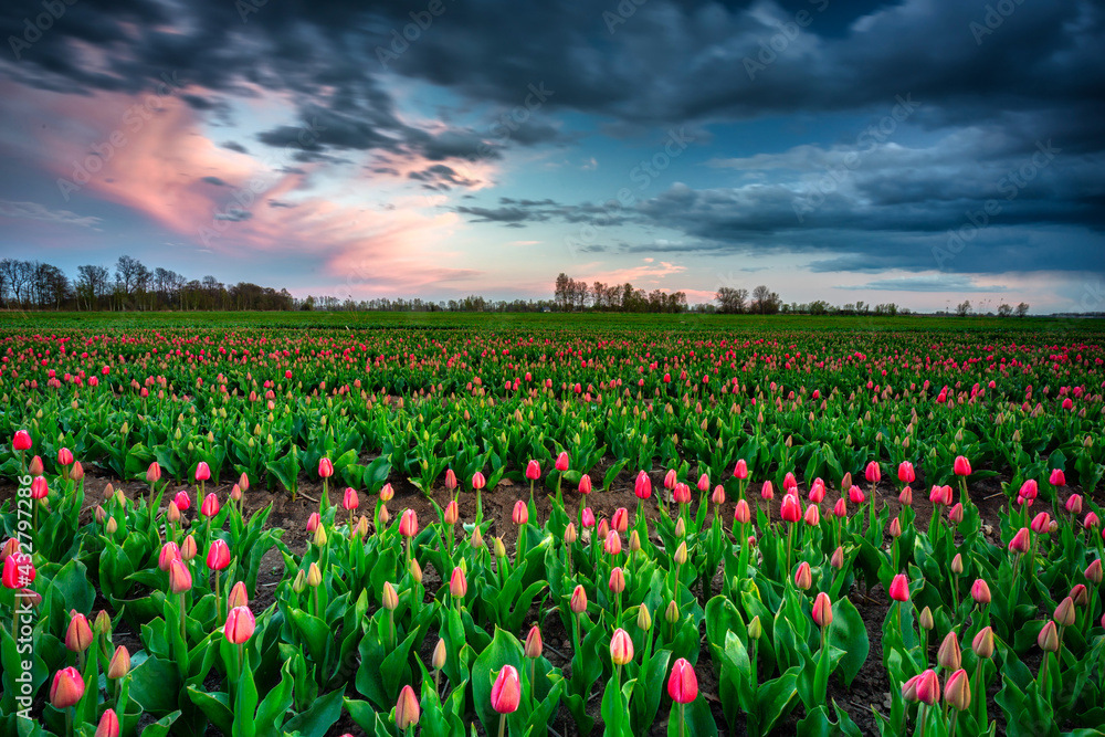 Sunset over the blooming tulips field in northern Poland