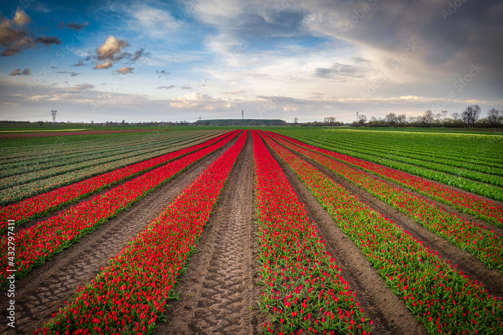 A carpet of blooming tulips in the field of northern Poland