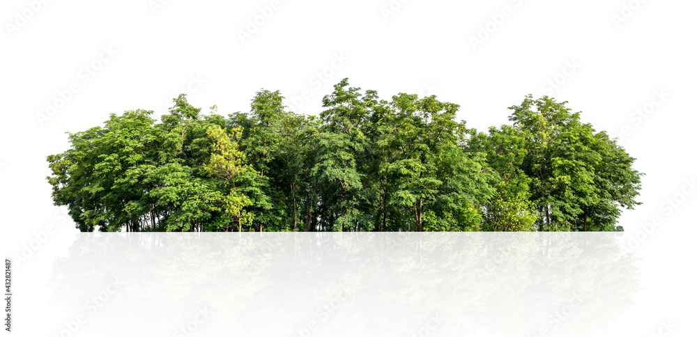 tree line isolate on white background